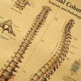 HULIANFU Spinal Column Chart Poster Human Anatomy Knee Joint Foot Posters and Prints Canvas Painting Wall Art For Room Home Decoration