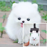 HULIANFU Pet Selfie Stick Dog Cat Smartphone Selfie Stick Puppy Selfie Stick Rod Dog Cat Photo Shooting Toys Mobile Phone Clip Pet Supply