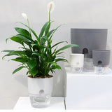 HULIANFU Lazy Self-watering Flowerpot Automatic Water Absorption Succulent Aquaculture Transparent Round Plastic Hydroponic Flowerpot