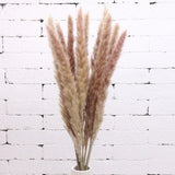 HULIANFU Natural Dried Flowers Lagurus Ovatus Rabbit Bunny Tail Grass Bunch Real Flower Bouquet Pampas Grass for Home Wedding Decoration