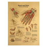 HULIANFU Spinal Column Chart Poster Human Anatomy Knee Joint Foot Posters and Prints Canvas Painting Wall Art For Room Home Decoration