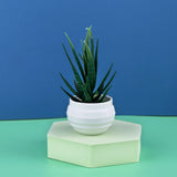 HULIANFU Mini Artificial Aloe Vera Bonsai Small Simulation Tree Potted Artificial Flower Desk Potted Ornaments Home Decoration Crafts