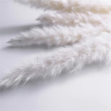 HULIANFU Natural Dried Flowers Lagurus Ovatus Rabbit Bunny Tail Grass Bunch Real Flower Bouquet Pampas Grass for Home Wedding Decoration
