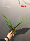 HULIANFU S M L Real Touch Gladiolus Cymbidium Hyridus Orchid Leaf  Whelan Floral Art Material High Grade Silicon Feel