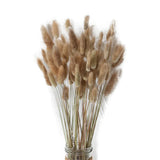HULIANFU Natural Dried Flowers Lagurus Ovatus Rabbit Bunny Tail Grass Bunch Real Flower Bouquet Pampas Grass for Home Wedding Decoration