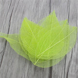 HULIANFU Lucia Crafts 36pcs /Bag  Multi-Color  Natural Skeleton Leaf Dry Leaves Scrapbooking  Girl DIY Material  C0704