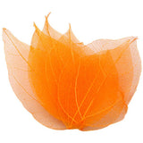 HULIANFU Lucia Crafts 36pcs /Bag  Multi-Color  Natural Skeleton Leaf Dry Leaves Scrapbooking  Girl DIY Material  C0704