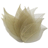 HULIANFU Lucia Crafts 36pcs /Bag  Multi-Color  Natural Skeleton Leaf Dry Leaves Scrapbooking  Girl DIY Material  C0704