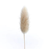 HULIANFU Natural Dried Flowers Lagurus Ovatus Rabbit Bunny Tail Grass Bunch Real Flower Bouquet Pampas Grass for Home Wedding Decoration