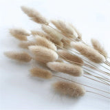 HULIANFU Natural Dried Flowers Lagurus Ovatus Rabbit Bunny Tail Grass Bunch Real Flower Bouquet Pampas Grass for Home Wedding Decoration
