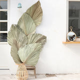 HULIANFU Palm Fan Leaf Dried Flower Palm Leaf Window Reception Party Art Wall Hanging Decoration Wedding Arch Arrangement