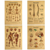 HULIANFU Spinal Column Chart Poster Human Anatomy Knee Joint Foot Posters and Prints Canvas Painting Wall Art For Room Home Decoration
