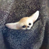 HULIANFU Non finished Handcrafted Pocket Animal Pet Doll Toy Wool Needle Felting Kit Dog Cat Fox Rabbit фетр для рукоделия фетр fieltro