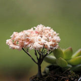 HULIANFU Mini Craft Figurine Plant Pot Garden Ornament Miniature Fairy Garden Decor DIY