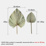HULIANFU Palm Fan Leaf Palm Leaf Window Reception Party Art Wall Hanging Decoration Wedding Arch Arrangement