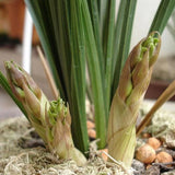 HULIANFU Natural Moss Garden Supplies Moisturizing Nutrition Organic for Phalaenopsis Orchid Musgo Sphagnum Flowerpot Deco Fake Plants
