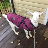 HULIANFU Large Pet Dog Jacket With Harness Winter Warm Dog Clothes For Labrador Waterproof Big Dog Coat Chihuahua French Bulldog Outfits