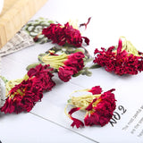 HULIANFU Mini Natural Dried Flowers Organic Kang Xian Bud Flower Kitchen Decor Wedding Party Decoration Air Refreshing DIY